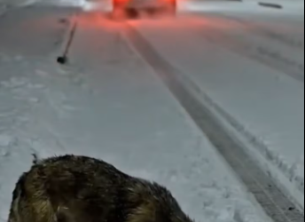 M0301012_”Abandoned in a snowstorm ❄️💔 Hero rescues mother dog and her puppies just in time 🐾❤️”part2