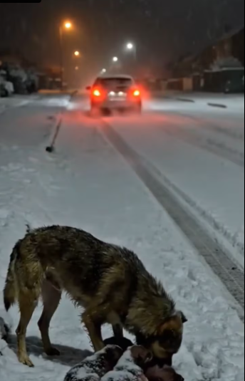M0301012_”Abandoned in a snowstorm ❄️💔 Hero rescues mother dog and her puppies just in time 🐾❤️”part2