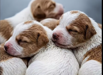 M1901014_In the Cold Rain, She Saved a Mother Dog and Her Four Babies_part2