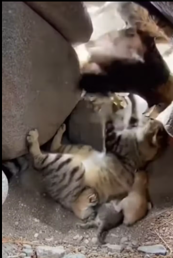 M1901015_A Mother’s Love Knows No Fear Cat vs. Eagle �vs�.(Part-2) What would you call this brave mama � A. Hero B. Legend_pa