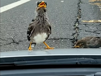 M1901016_A mother mynah bird is lying by the roadside, and her baby is beside her. � A mother’s love for her baby should be l_p