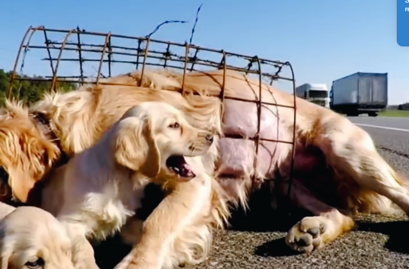 M1901018_She Suffered Alone in an Iron Cage… What Happened Next Melted Everyone’s Heart_part2