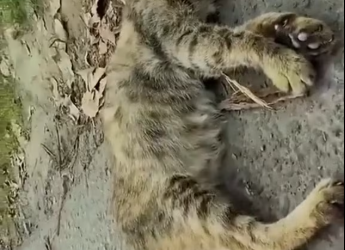 M1901021Keajaiban di Detik Terakhir Ibu Kucing yang Sekarat Akhirnya TemukanP…_part2