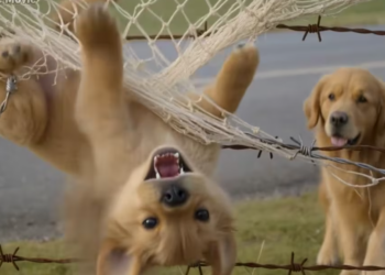 M1901023Mother Dog Asking Help to Save Her Puppy Please Rescue Retr…_part2