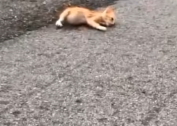 M1901020#catlovers #helping baby kitten_part2