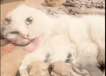 M1901024Rescued cat suffering food poisoning lying on train tracks…_part2