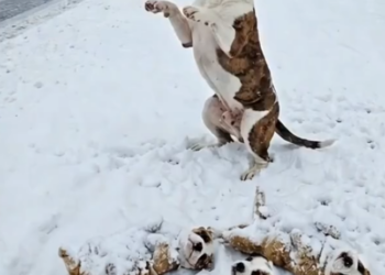 M2101001_A American Mother Dog Begs for Help on a Frozen Highway… �� #DogRescue #AnimalRescue #DogsOfFacebook #EmotionalStor_p