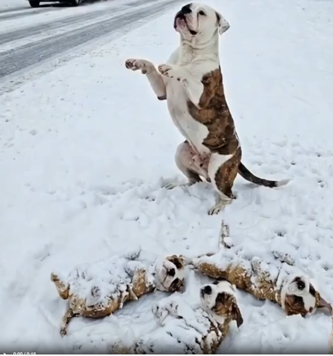 M2101001_A American Mother Dog Begs for Help on a Frozen Highway… �� #DogRescue #AnimalRescue #DogsOfFacebook #EmotionalStor_p