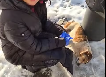 M2101002_Update la update ! Am aflat ce s-a întâmplat cu cățelușul. Avea stăpână și a dus o viață bună. Fiind însă salvat de_par