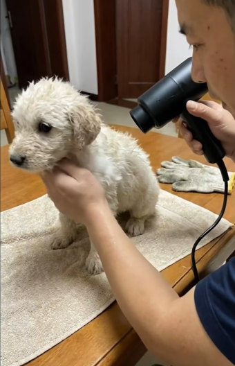 M2101003_Saved From a Muddy Drain �� #puppylove #puppylife #puppyrescue #doglover Animal-Moments_part2