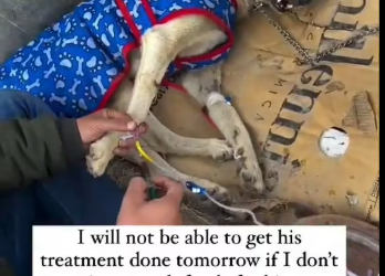 M2101005_�Charlie has been poisoned and has multiple worm wounds all over his body. The poison has affected his liver and kidne