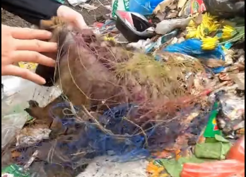 M2101006_Rescue baby dog #rescue #animals #animalsoftiktok #rescueanimals #fyp #dogoftiktok #dog #rescuedog _part2