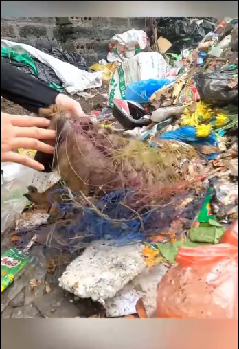 M2101006_Rescue baby dog #rescue #animals #animalsoftiktok #rescueanimals #fyp #dogoftiktok #dog #rescuedog _part2