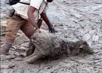 M2101007_Thank you kind man #rescue #rescueanimals #animal #trending #animalsoftiktok #animal #man _part2