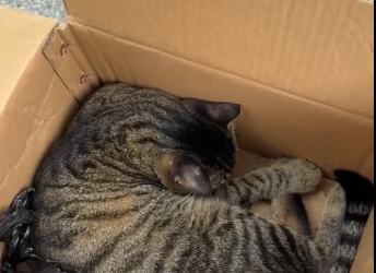 M2101011_At first, I thought they were just playing#Foryou #animals #Friendship #us _part2