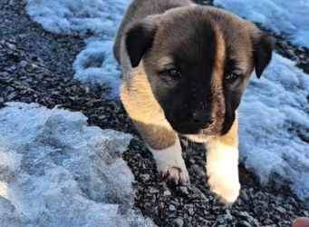 M2101013_Yavru Hem yardım istiyor hem korkuyor Patilerin Dostu_part2