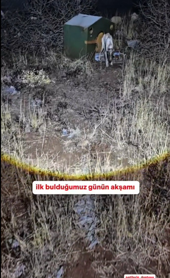 M2101014_The Desperate Dog’s Last Hope PART2 Friend of Paws_part2