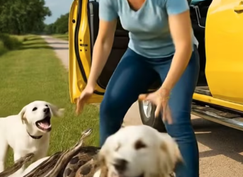 M2101017_A Brave Puppy’s Plea The Woman Who Stopped to Save Them �❤️�_part2