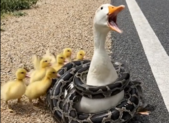 M2101018_Kind-Hearted Man Rescues a Poor Duck Caught in a Trap �❤️�_part2