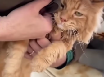 M0301014A desperate mother cat got her head stuck under an old ICE box while trying to reach her kittens. The moment the repart2