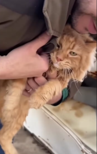 M0301014A desperate mother cat got her head stuck under an old ICE box while trying to reach her kittens. The moment the repart2