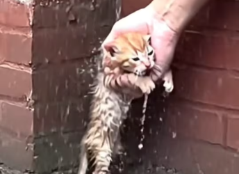 M2101020_Kitten Crying in Rainwater… My Heart Broke �_part2