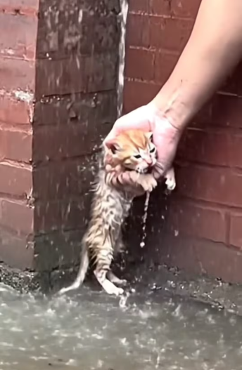 M2101020_Kitten Crying in Rainwater… My Heart Broke �_part2