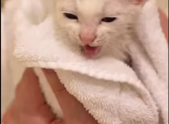 M2101021_Muddy Road Rescue Tiny Kitten Saved & Cleaned_part2