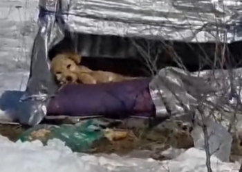 M2101023_pomagam.plbtpwwh Fundacja Cane Corso Bez Granic_part2