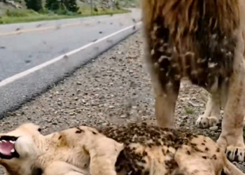 M2101024_FSave.com_Reel_Media_008_932025569158162v_part2