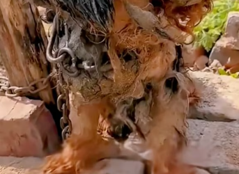 M2301001_straydog viralviedo lonelydog lovememode spayandneuter abandone_part2