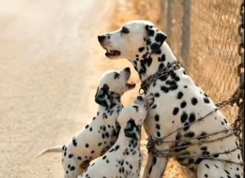 M2301003_Brave Biker Rescues Mother Dog Trapped in Barbed Wire_part2