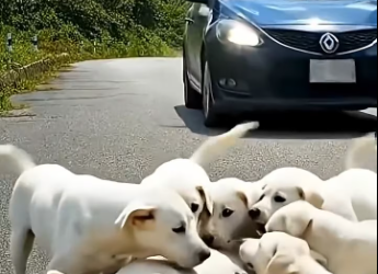 M0301015 Kind strangers rescue mother dog and puppies on busy highway.