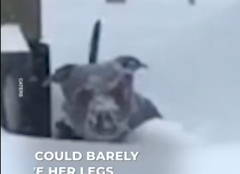 M2301005_Dog rescues another dog snowdrift_part2