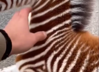 M2301006_Cow Adopted Zebra Who Fell Out_part2