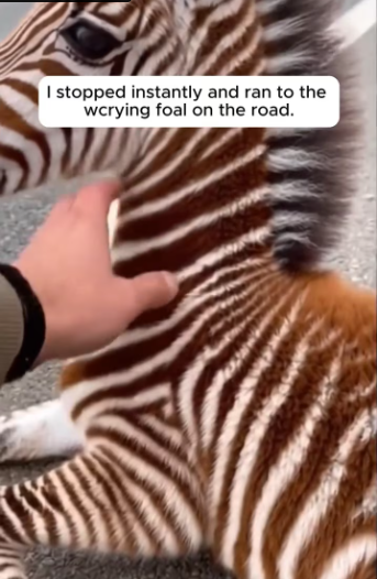M2301006_Cow Adopted Zebra Who Fell Out_part2