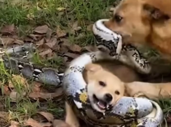 M2301007_little life asking mercy_part2