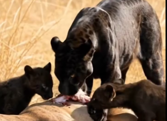 M2301009_Kabal Har Nash Bakak Gar_part2