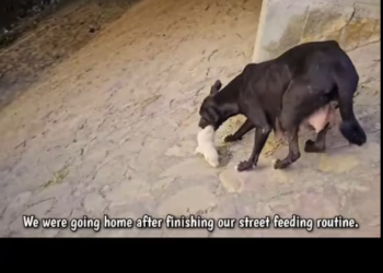 M2301011_Beside the highway, a mother dog found a secret home for her puppies. And then… #animal_rescue #dog_rescue #fyp #anim