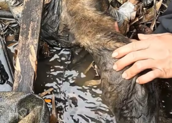 M2301012_What the heck is going on here This poor dog doesn’t know what mistake it made to be treated like this. Luckily, a kind