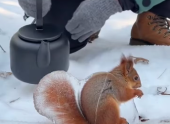 M2301014 How are they still alive when being frozen over