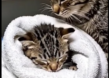 M0301016 Mother Cat Rescues Kitten After Tornado! 🌪🥺part2