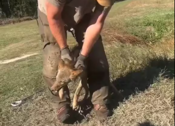 M2301016_This couple rescued a coyote that had fallen into a hunter’s trap, and afterwards they decided…..❤️� #Rescueanimals
