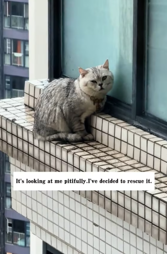 M2301019_I found a cat outside the window on the 29th floor. It’s raining outside the window, and it looks so pitiful. I’m terri