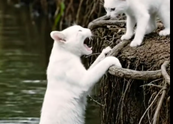 M3112014_Brave Monkey Rescues a Drowning Mother Cat from the Water �_part2