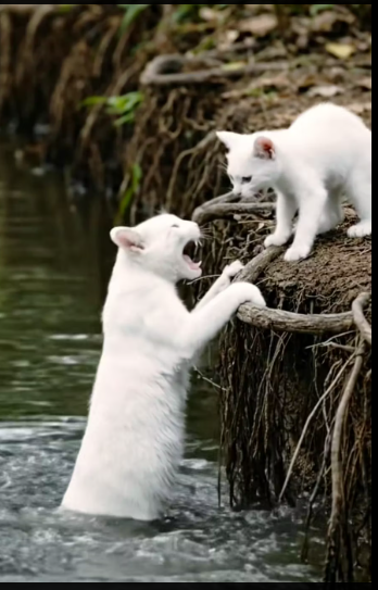 M3112014_Brave Monkey Rescues a Drowning Mother Cat from the Water �_part2