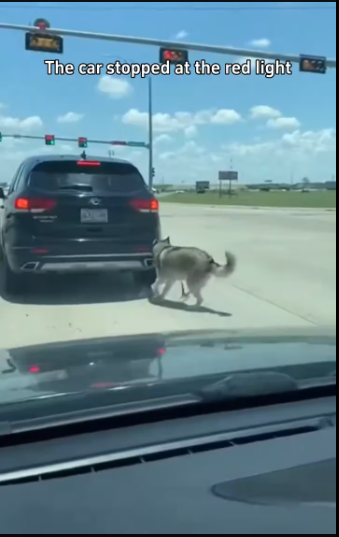 M2301026_Husky abandoned on highway#rescueanimals #animals #rescue #animalsoftiktok_part2