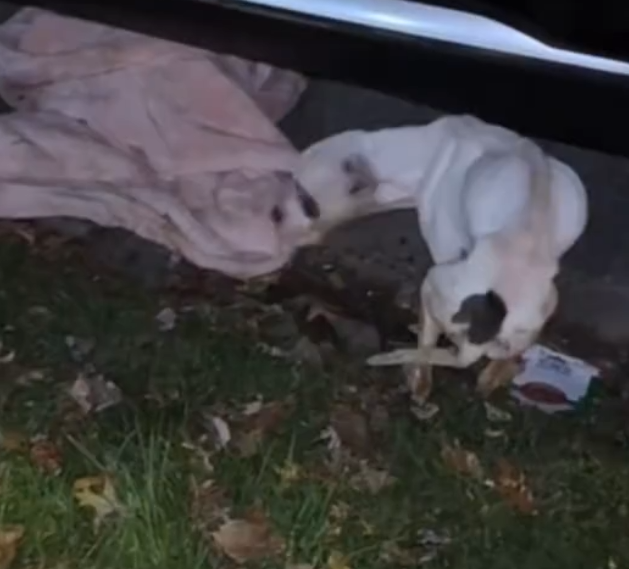 BM 23/1The rescuers got the call just after midnight. A woman’s voice trembling through the line “He’s alive… but he’s wrapped in a mat and tied with wire.” When th