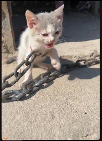 I saw a kitten chained up with heavy iron chains, so I rescued him and decided to take him home❤️#cat #rescue #animalrescue #love #usa #fyp