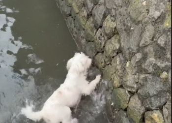 M2601006_Dog rescued from the water #dogrescued #water #rescuedog #help #pleasegoviral